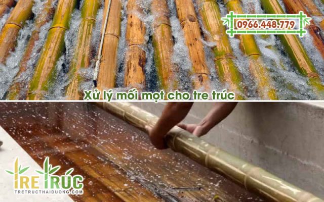 Hướng dẫn cách xư lý mối mọt cho tre trúc tầm vông